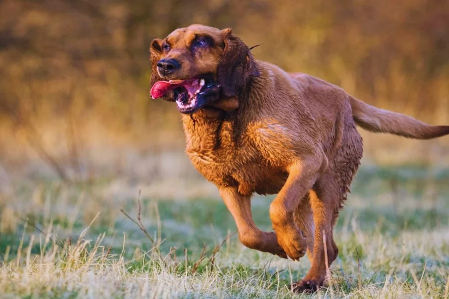 Funny Bloodhound Names